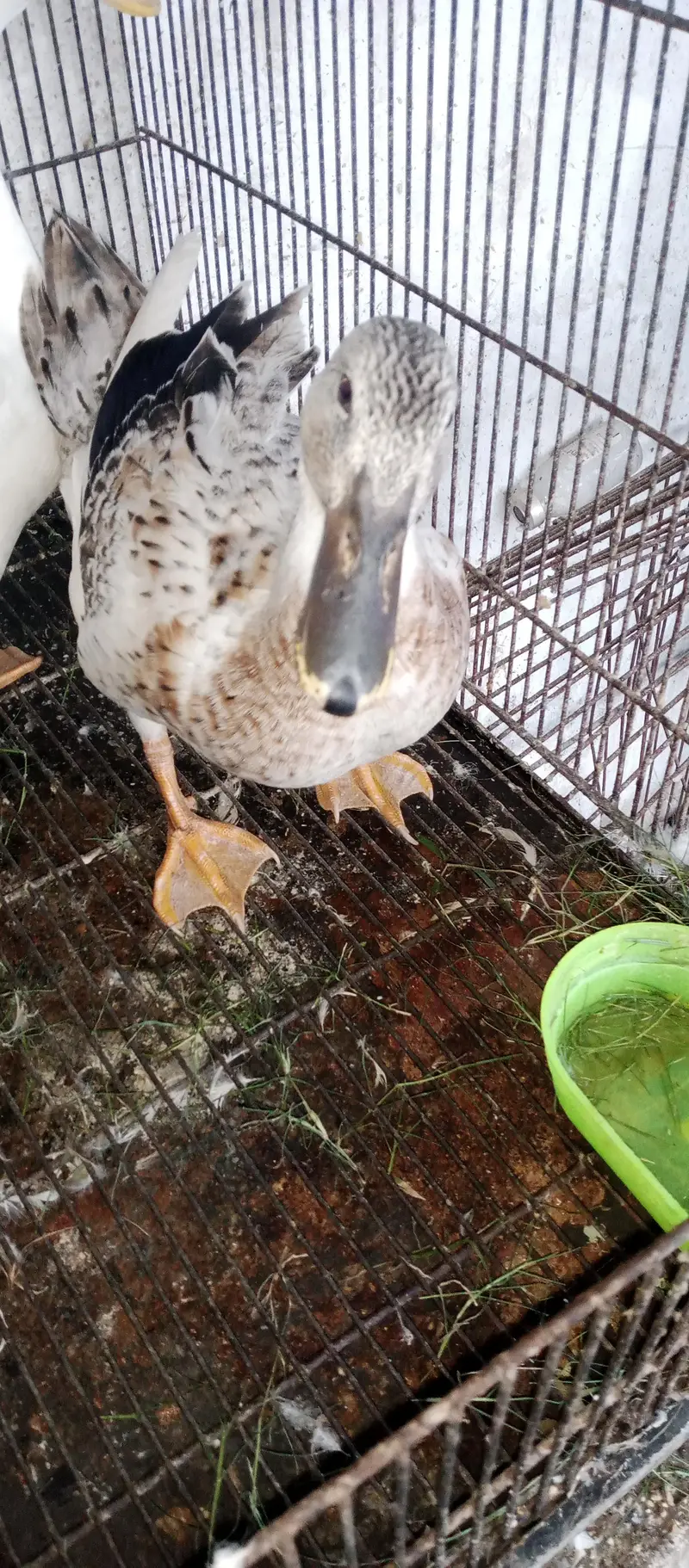 Male and female urgent for sale — photo 3