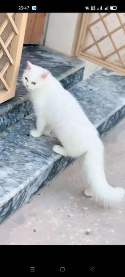 Odd eyes kittens | ginger male cat | White persian female cat | cats