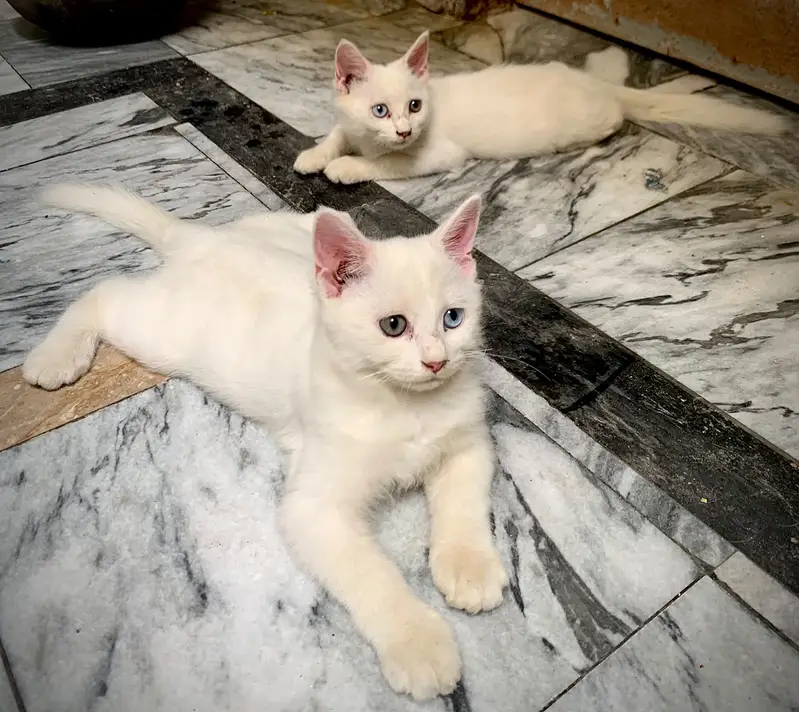 Odd eyes kittens | ginger male cat | White persian female cat | cats — photo 2