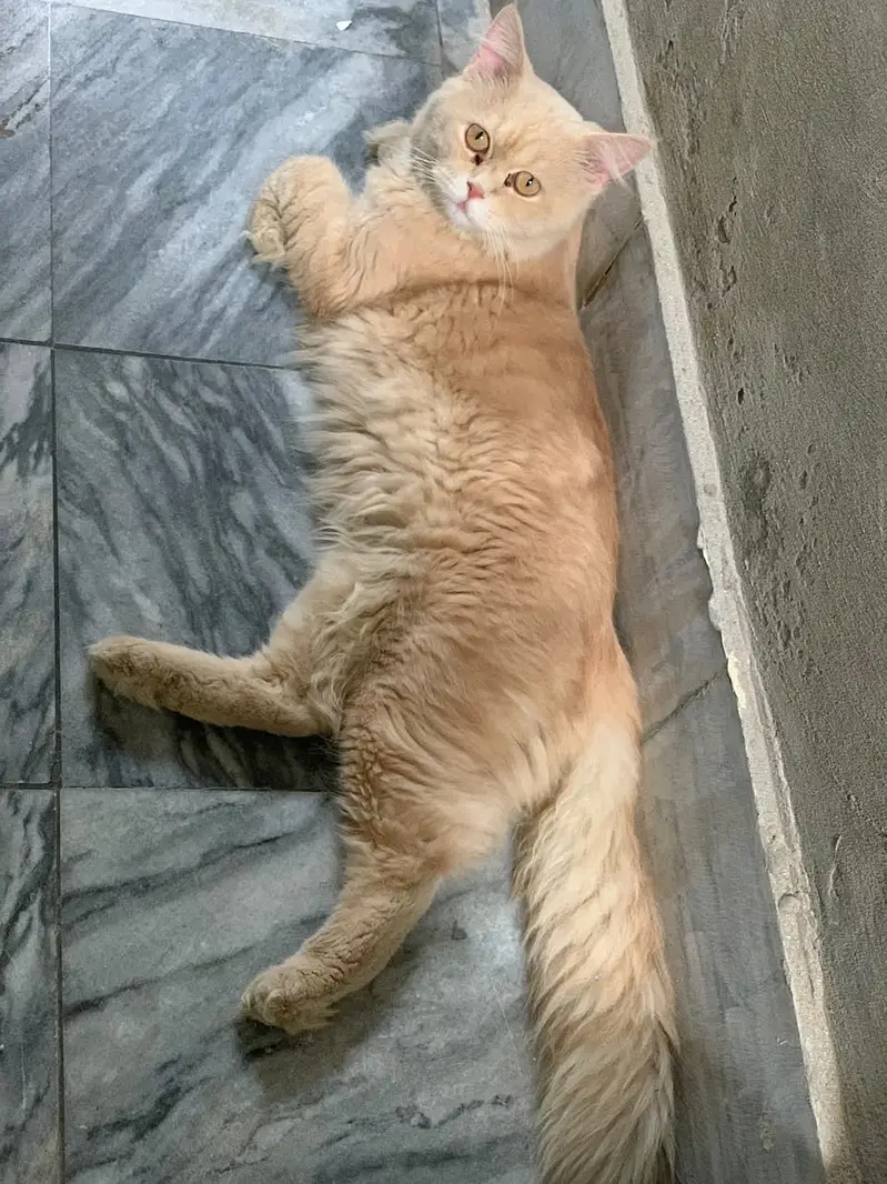 Odd eyes kittens | ginger male cat | White persian female cat | cats — photo 3