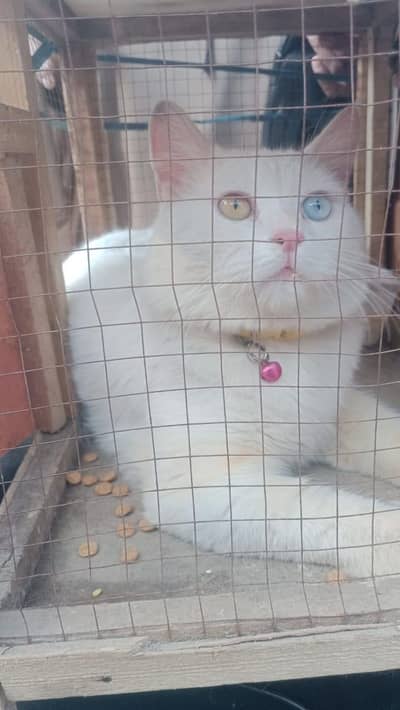 Persian cat urgent for sale