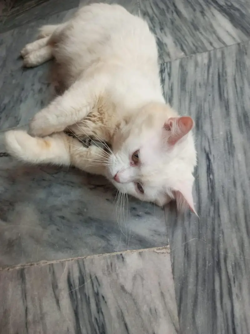 cat for sale — photo 3