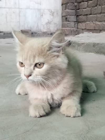Kitten for sale