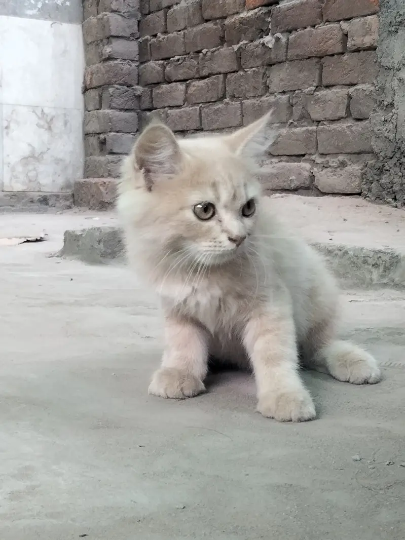 Kitten for sale — photo 2