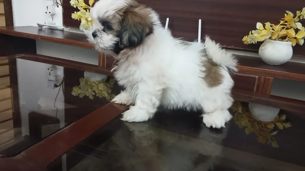 Shihtzu female puppy — photo 2