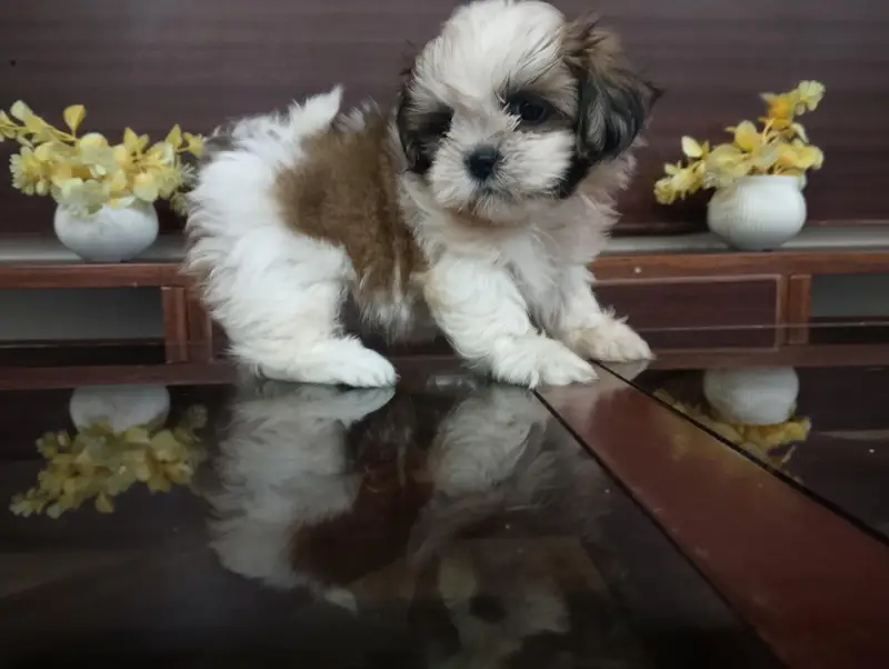 Shihtzu female puppy — photo 3