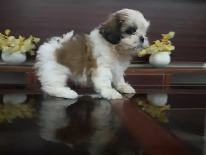 Shihtzu female puppy — photo 4
