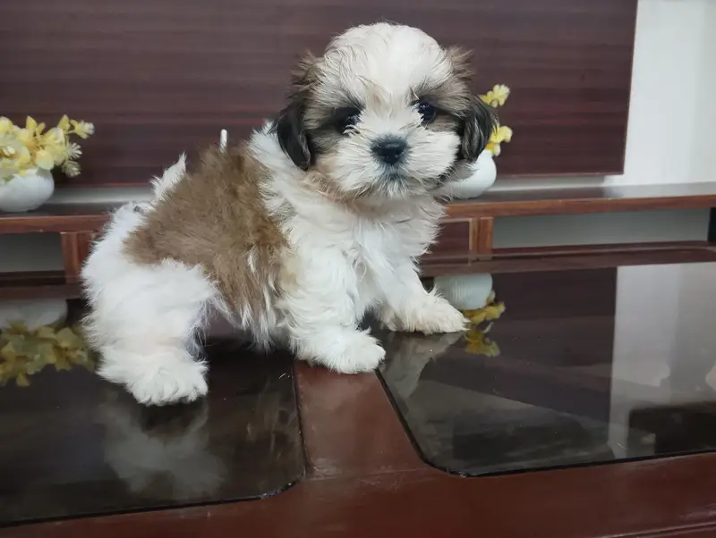 Shihtzu female puppy — photo 5