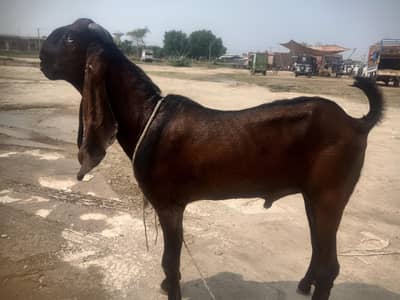 nagra bakra