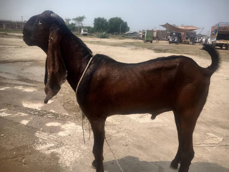 nagra bakra 0