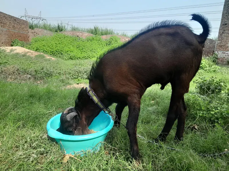 nagra bakra — photo 2