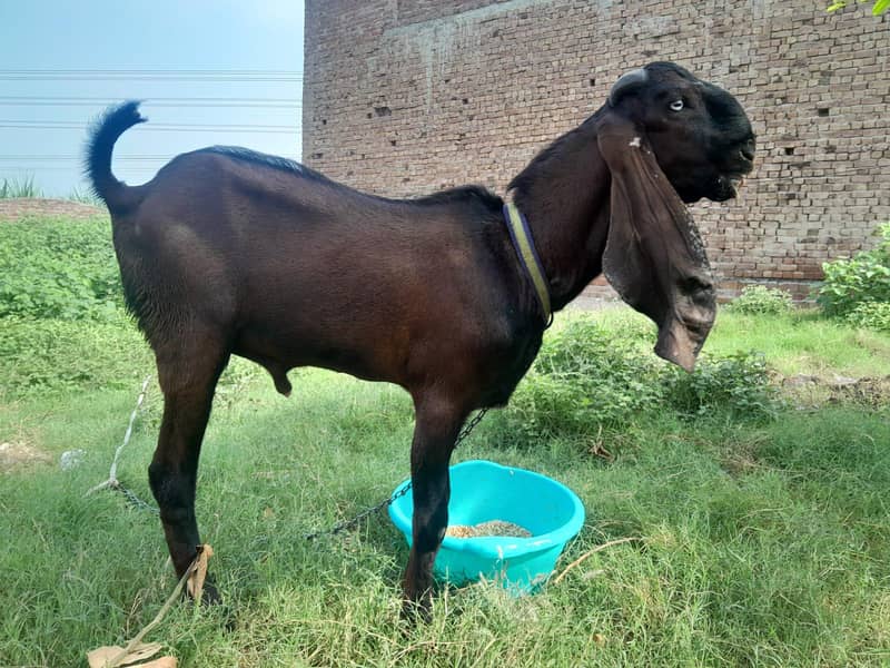 nagra bakra 2