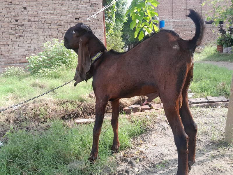 nagra bakra 3