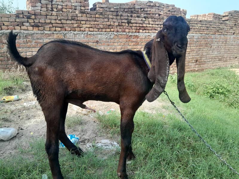 nagra bakra 4