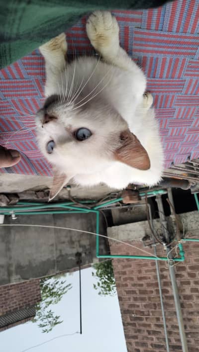 Persian cat@ Perisan @ Cat@ Siamese cat@ blue eye@ coated@ White cat
