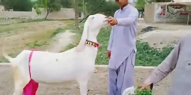 Gulabi Bakri 3 Bacchon Ka Sath for sale/ 03279583582 — photo 4