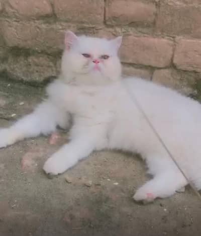 what sap 03228399628 Persian piki face white female playfull and activ