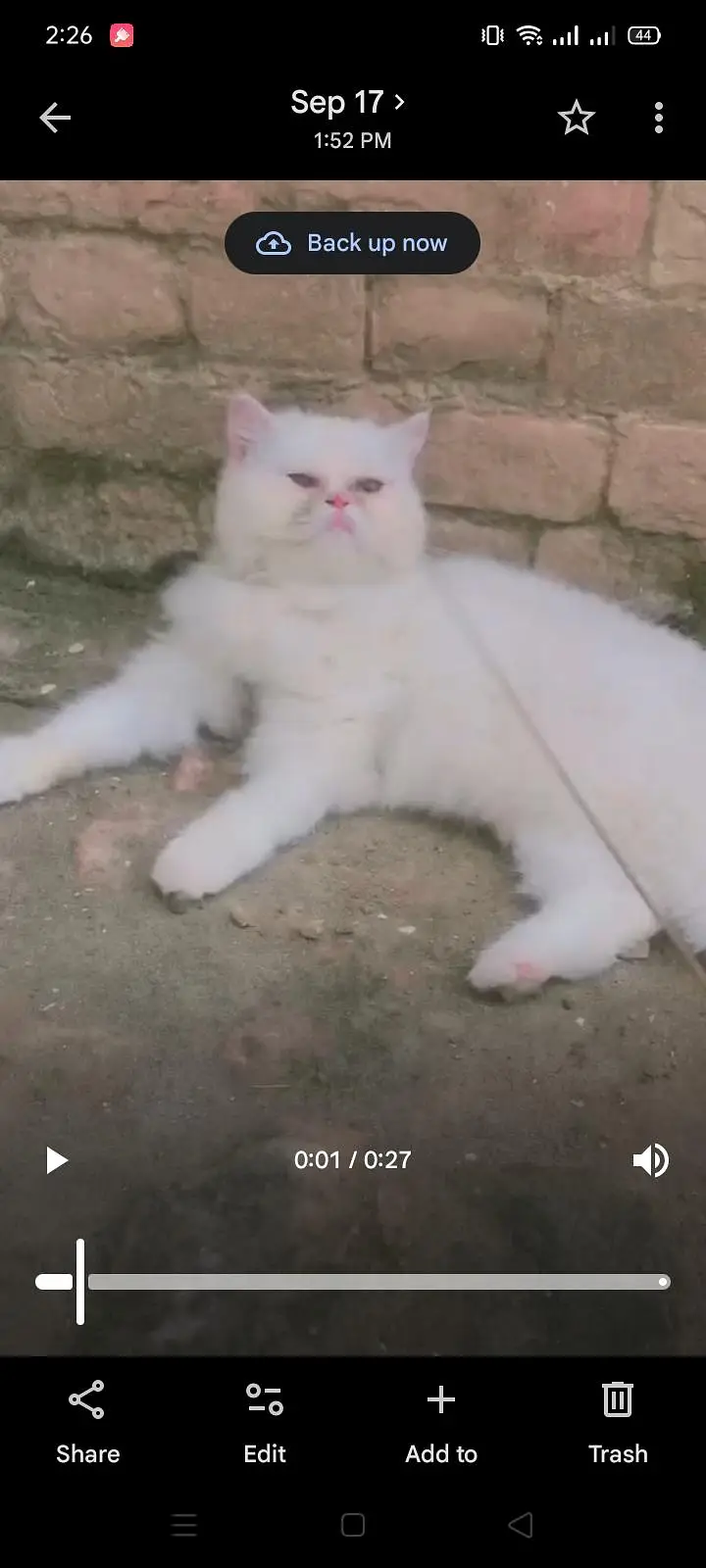 what sap 03228399628 Persian piki face white female playfull and activ — photo 2