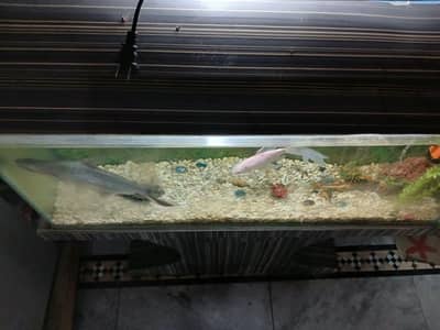 Fish Acquriam