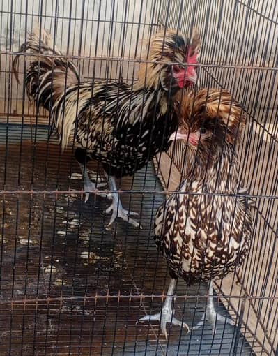 Silver Laced Polish-03217533502