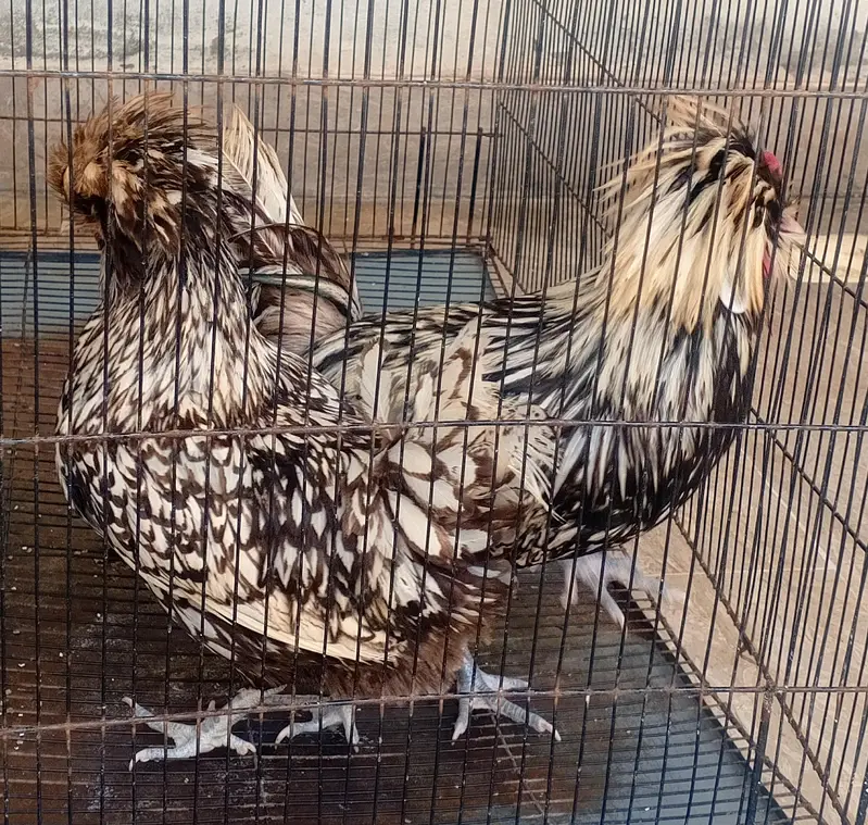 Silver Laced Polish-03217533502 — photo 2