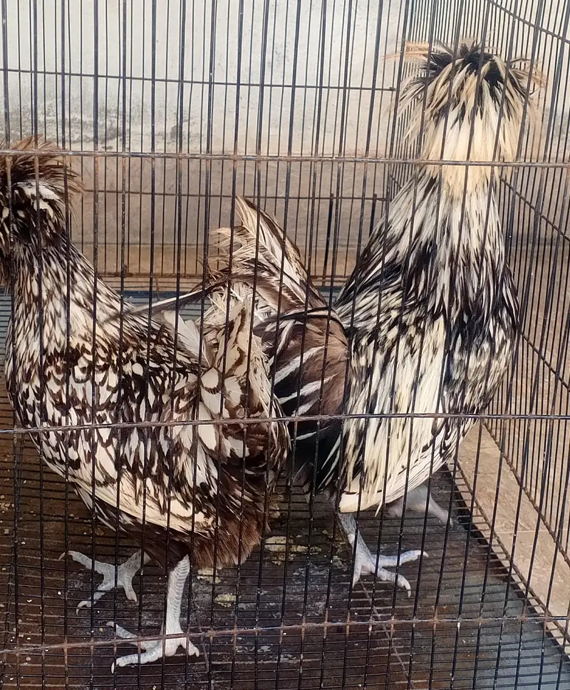 Silver Laced Polish-03217533502 — photo 3
