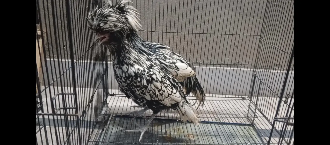 Silver Laced Polish-03217533502 — photo 4