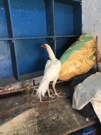 PAPER WHITE YOUNG MALE FOR SELL HOME BREED
