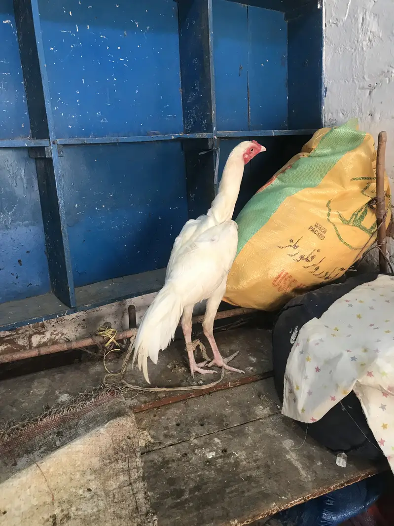 PAPER WHITE YOUNG MALE FOR SELL HOME BREED — photo 2