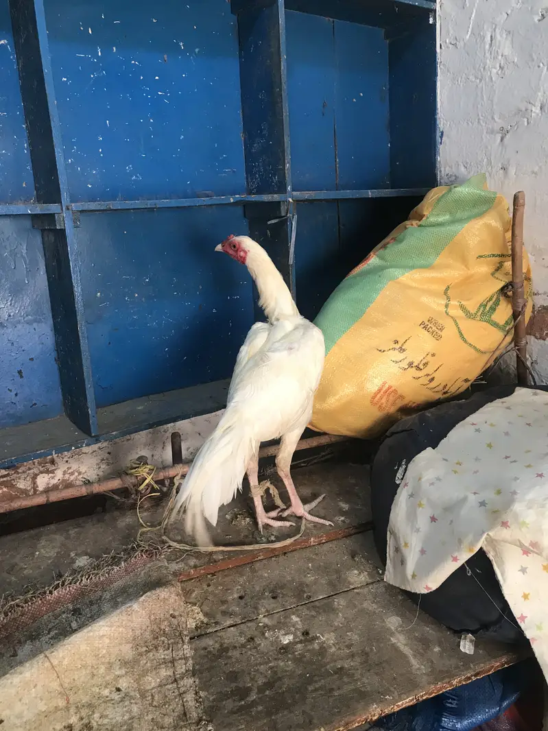 PAPER WHITE YOUNG MALE FOR SELL HOME BREED — photo 3