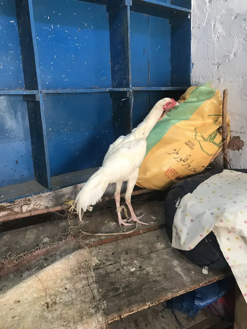 PAPER WHITE YOUNG MALE FOR SELL HOME BREED — photo 4