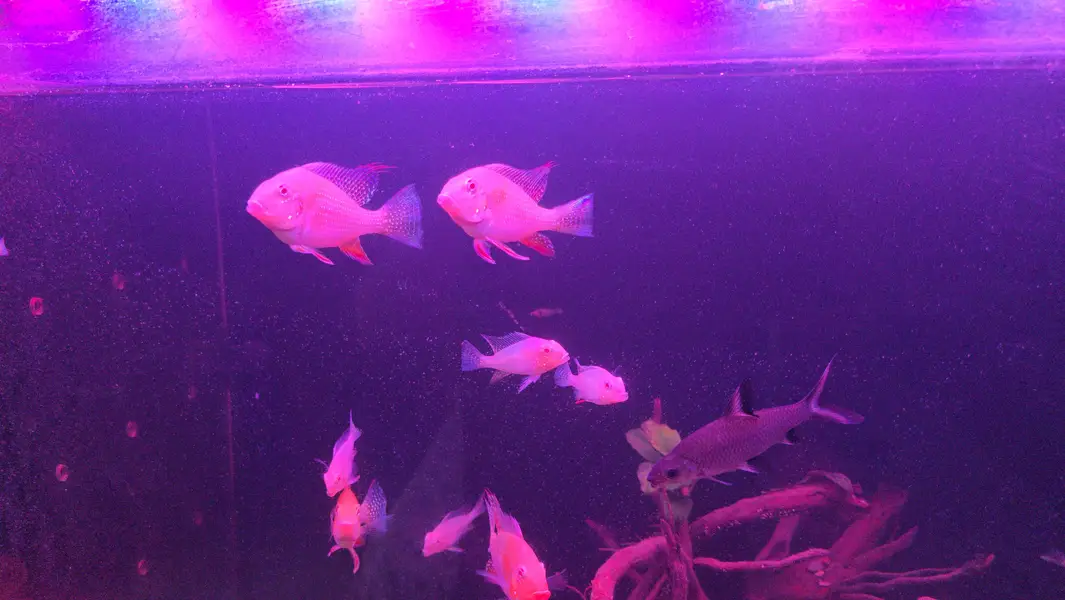 Albino heckelii — photo 2
