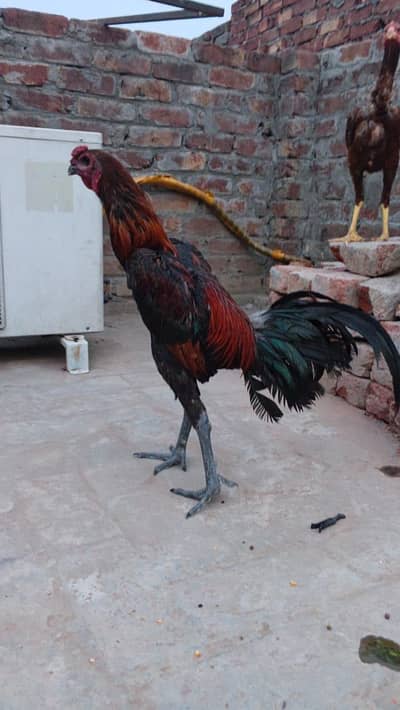 pokoya dragon male black skin for sale
