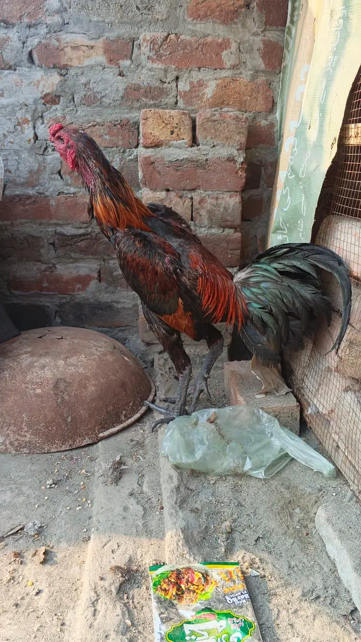 pokoya dragon male black skin for sale — photo 3