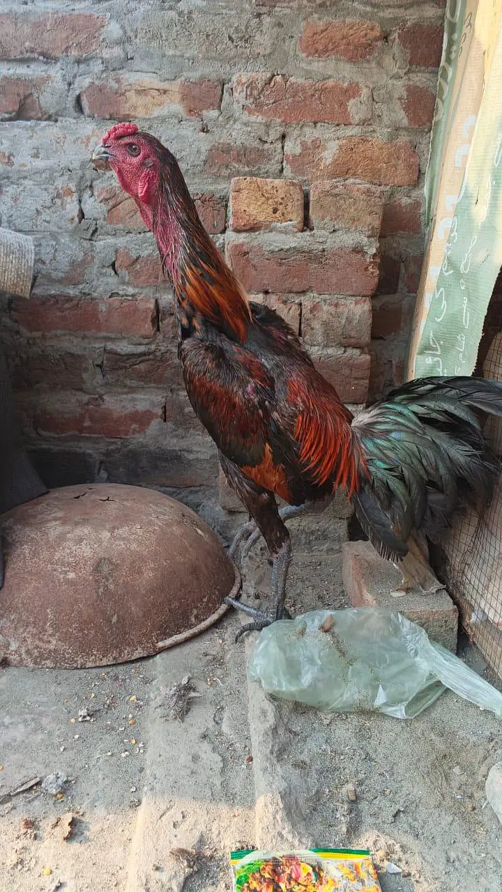 pokoya dragon male black skin for sale — photo 4
