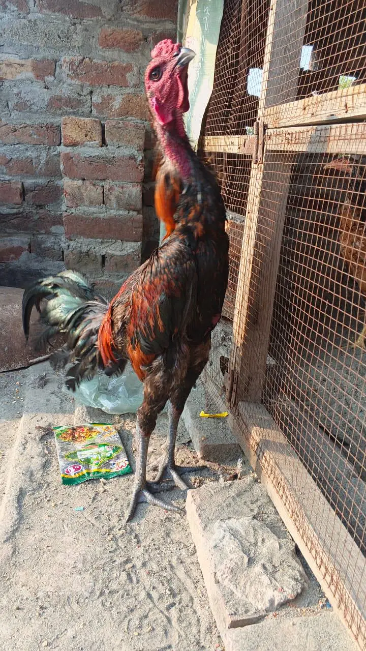 pokoya dragon male black skin for sale — photo 5