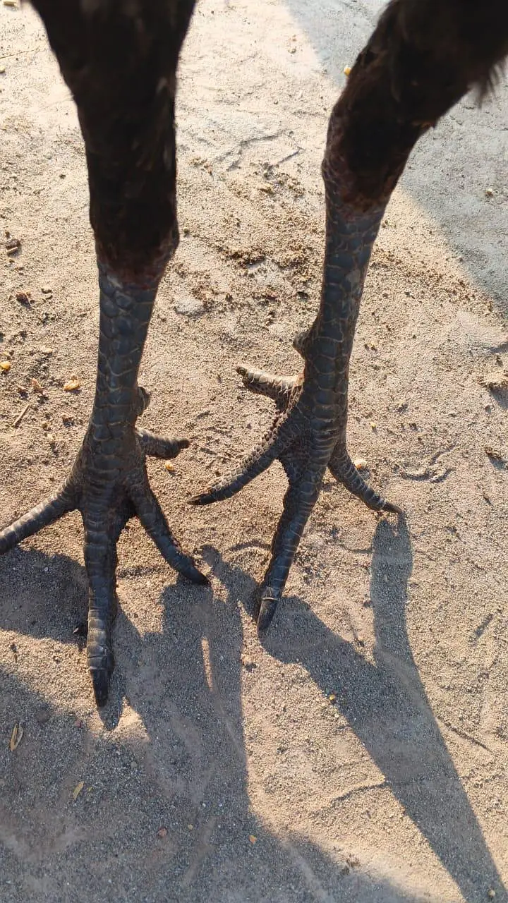 pokoya dragon male black skin for sale — photo 7