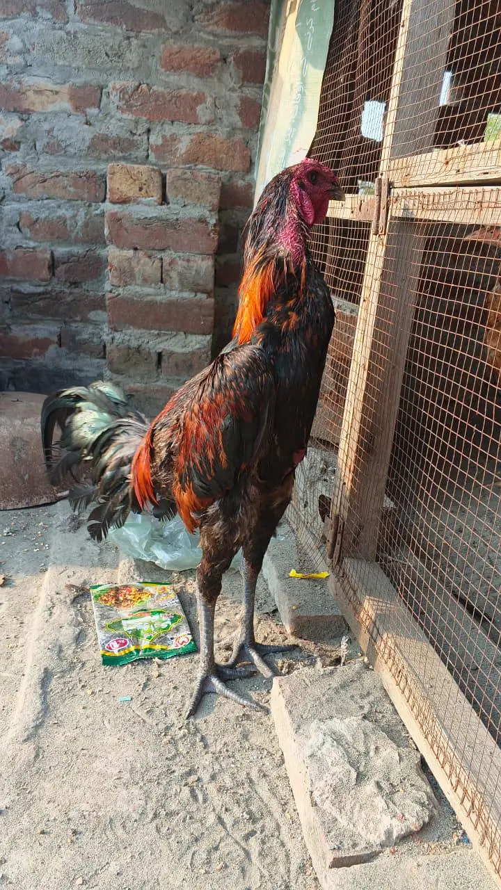 pokoya dragon male black skin for sale — photo 9