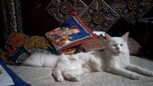 female cat with baby
