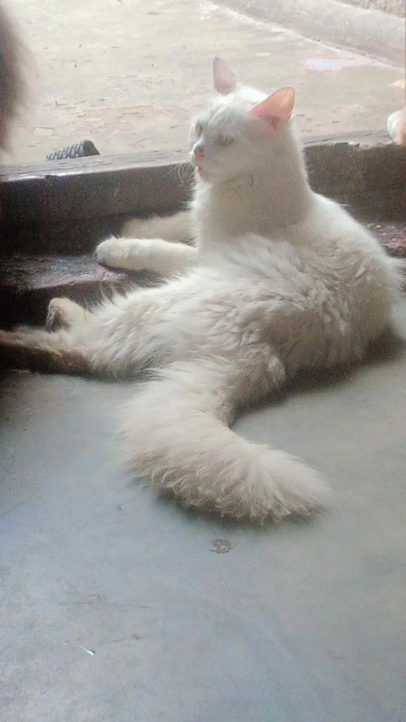 female cat with baby — photo 3