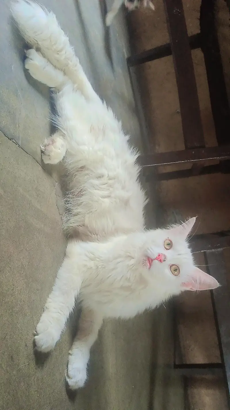 female cat with baby — photo 4