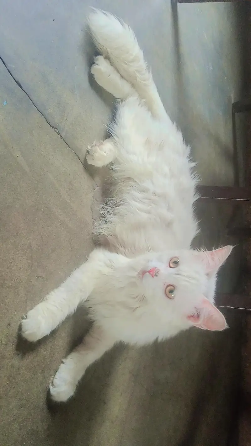 female cat with baby — photo 5