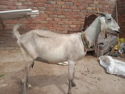 urgent God for sale contact number 03206819426 WhatsApp scan