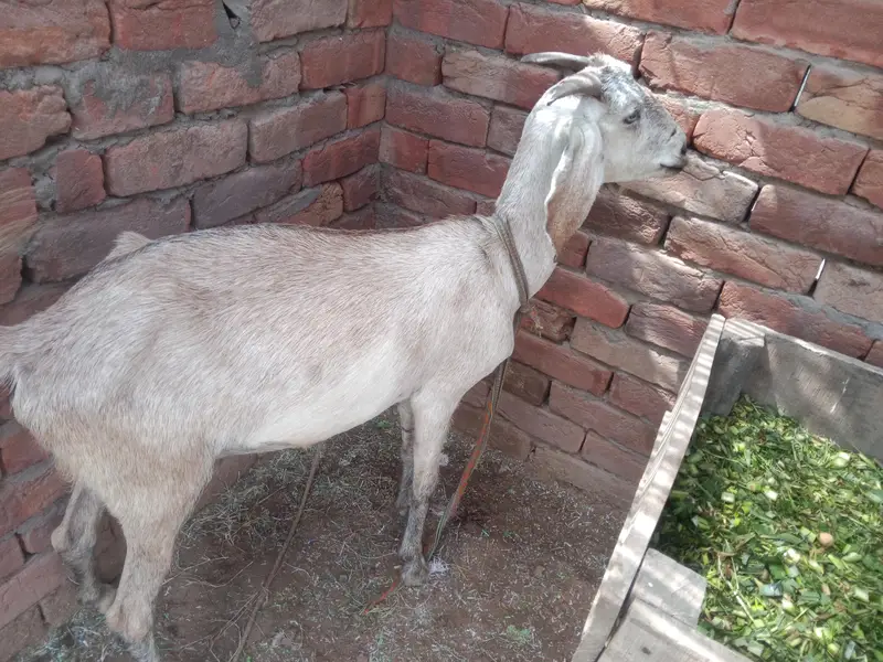 urgent God for sale contact number 03206819426 WhatsApp scan — photo 2