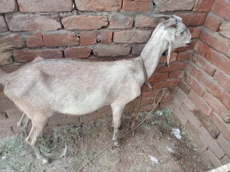 urgent God for sale contact number 03206819426 WhatsApp scan — photo 3