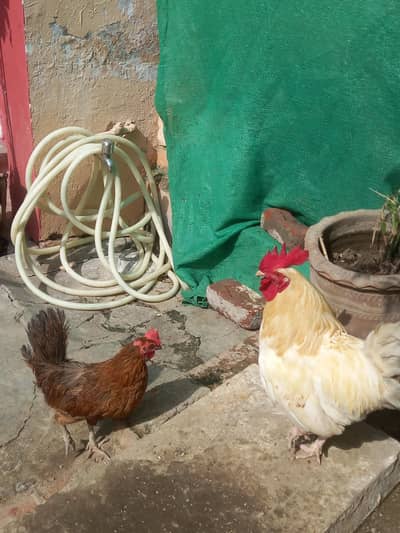 desi murga and murgi