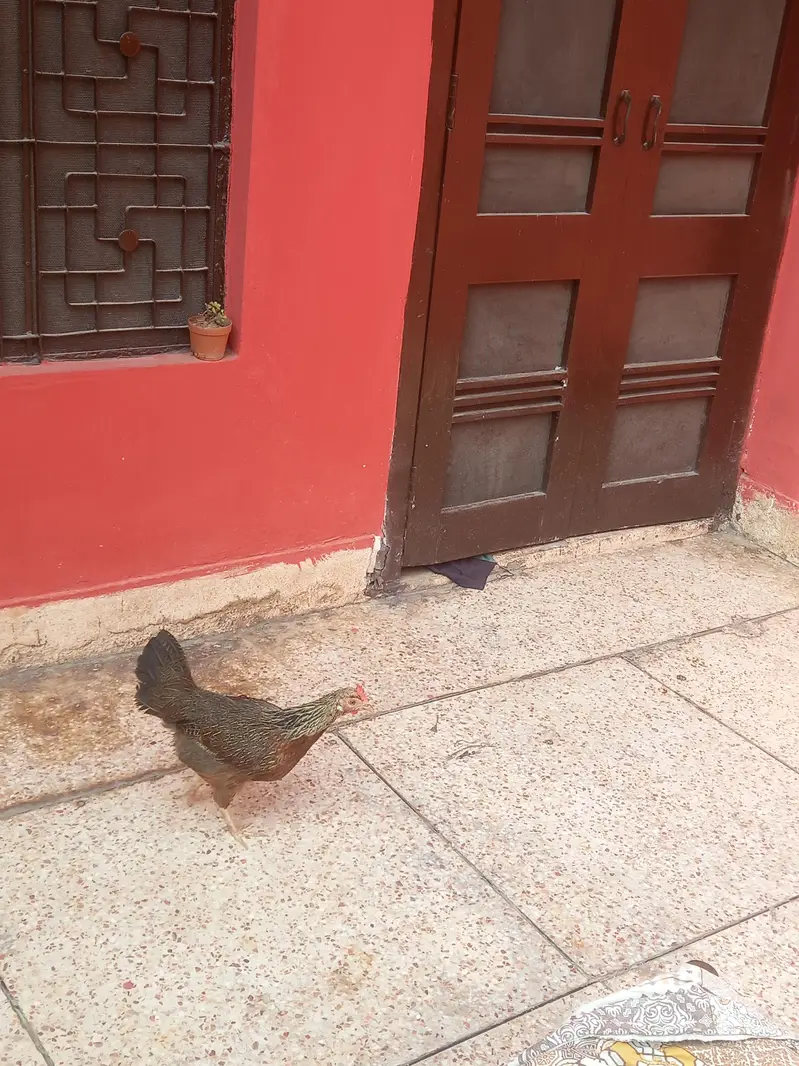 desi murga and murgi — photo 3
