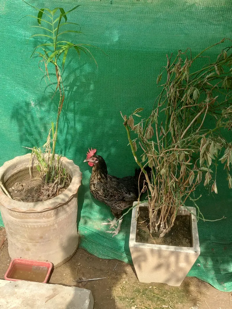 desi murga and murgi — photo 4