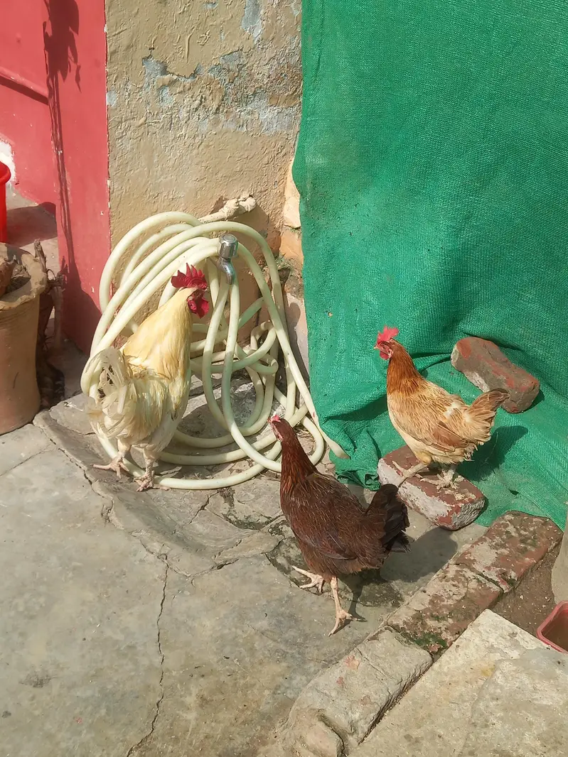 desi murga and murgi — photo 5