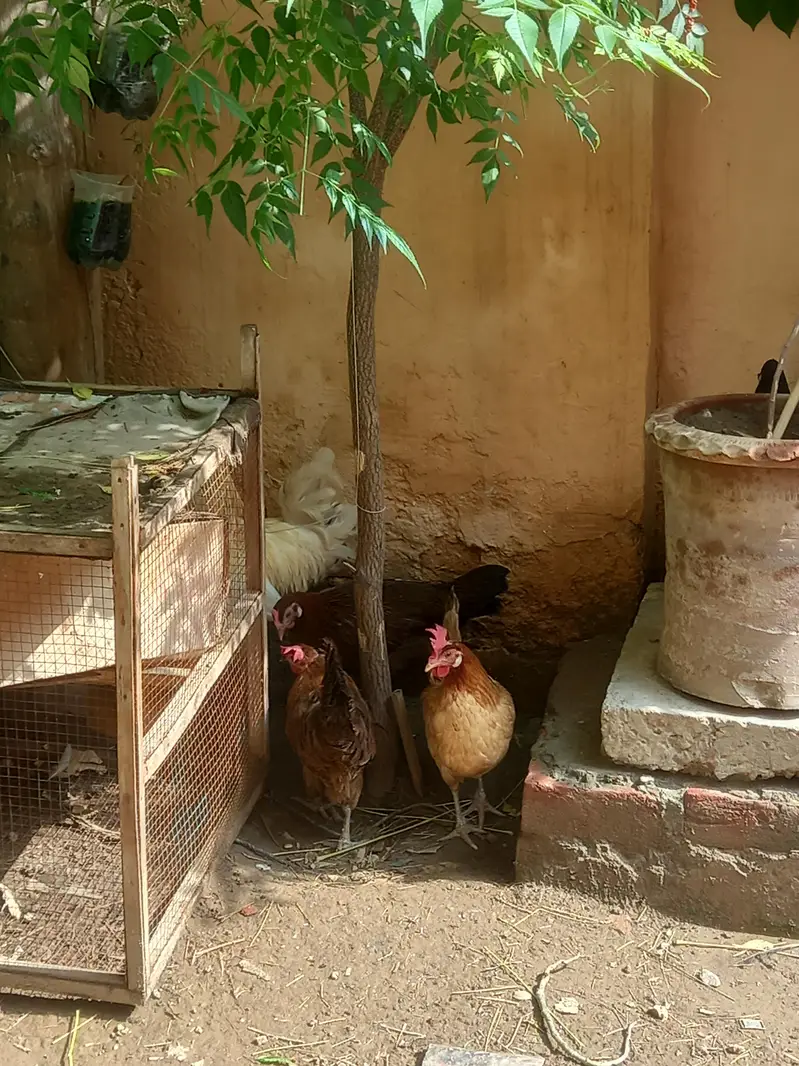 desi murga and murgi — photo 8